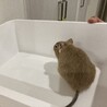 デグー　オス　4歳8ヶ月 サムネイル5