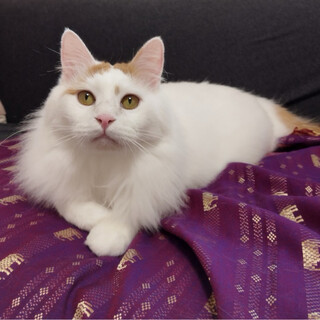 トマムくん♂@約2〜3歳