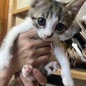 9月15日譲渡会【子猫兄妹の家族募集】