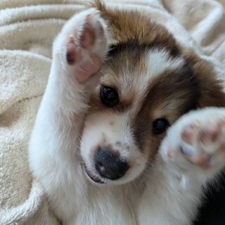 抱っこ大好き！もふもふ可愛い女の子「あられ」