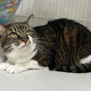 テディーちゃん♀@約5〜6歳