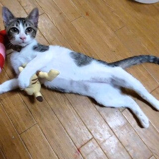 やんちゃで食いしん坊の男の子「すみ」♂