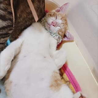 よく食べよく遊ぶ元気な茶白くん★去勢手術済み