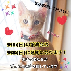猫の譲渡会＠宝塚