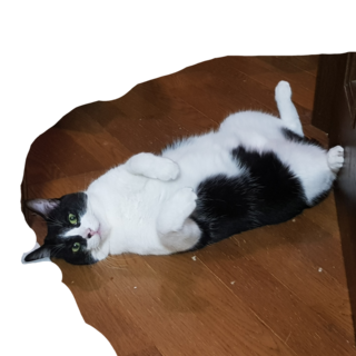 どんくさいハチワレちゃん