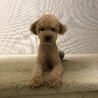 グリーンリン