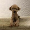タイニープドルお世話になります。