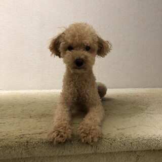 タイニープドルお世話になります。