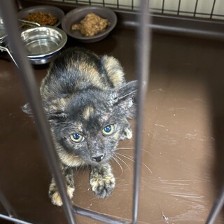 かわいいサビちゃん❣️