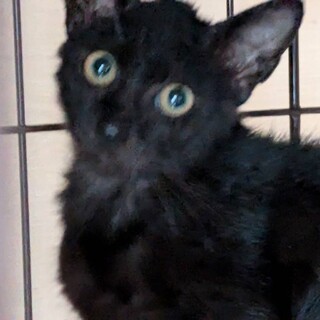 かわいいクロちゃん❣️