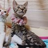 小顔で手足長★アビシニアン風のキジトラ女の子！ サムネイル2