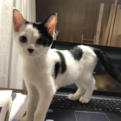 川口Cats  保護猫譲渡会