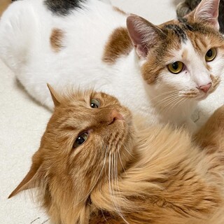 【11/17芝浦】膝っ子長毛茶トラ&愉快な三毛ペア