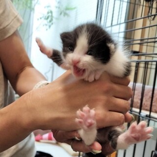 【9/8新橋】全員ハチワレ兄妹！甘えん坊のいちご