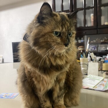 一緒に過ごしてくれるにゃんコいないかにゃー