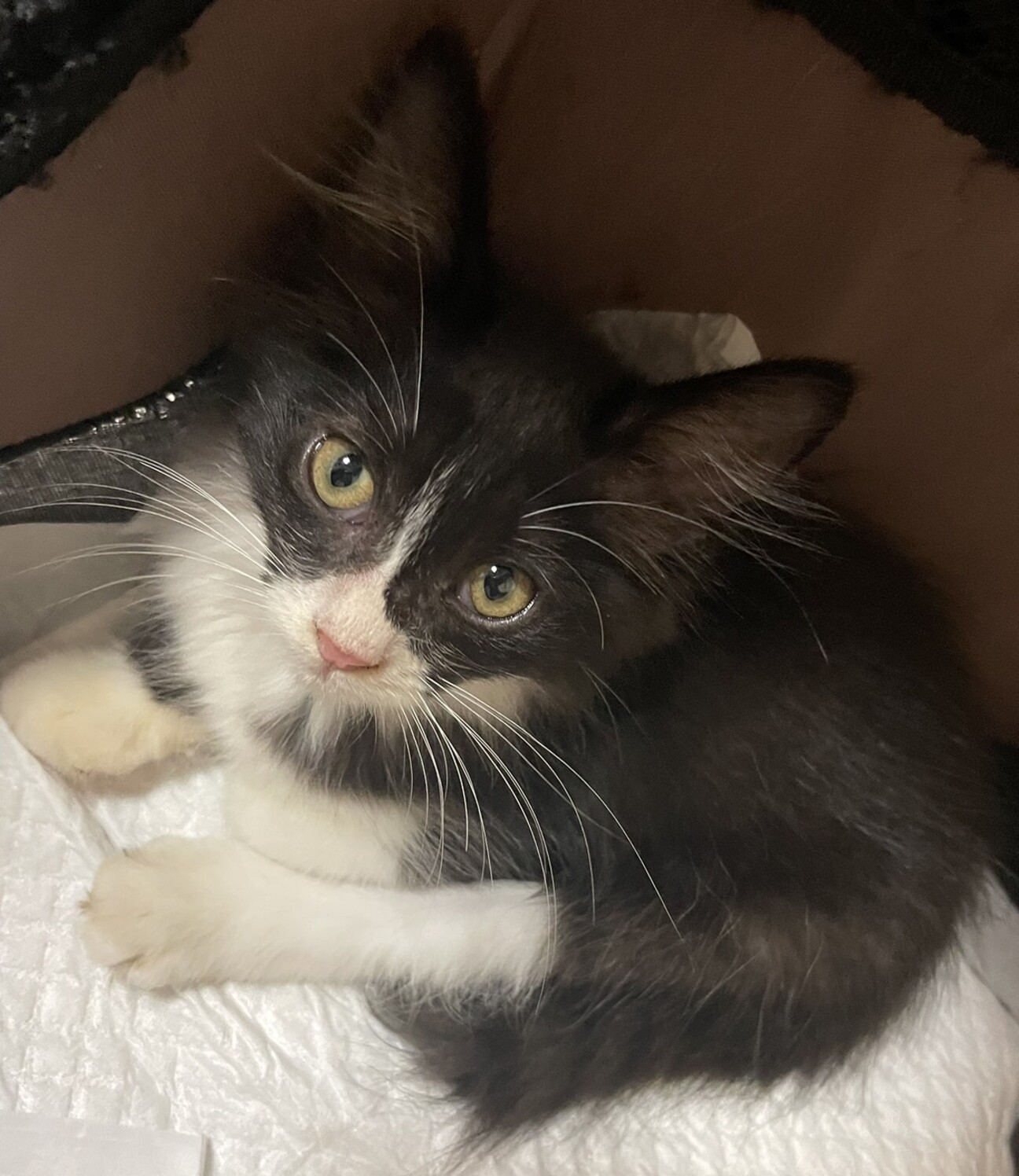 桃６本【紫都様オーダー】長毛猫②③④　長毛猫舞い散る桜　長毛猫薔薇　柴犬額紫陽花 桃6本【紫都様オーダー】長毛猫②③④ 長毛猫舞い散る桜 長毛