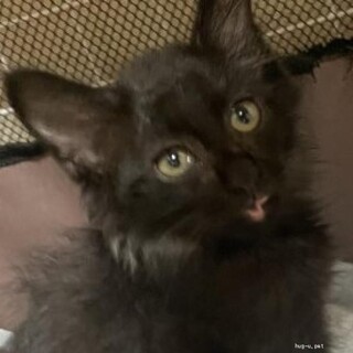 もふもふ長毛黒猫子猫２カ月甘えん坊