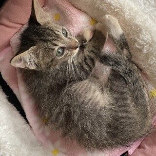 可愛いきじくん２カ月甘えん坊