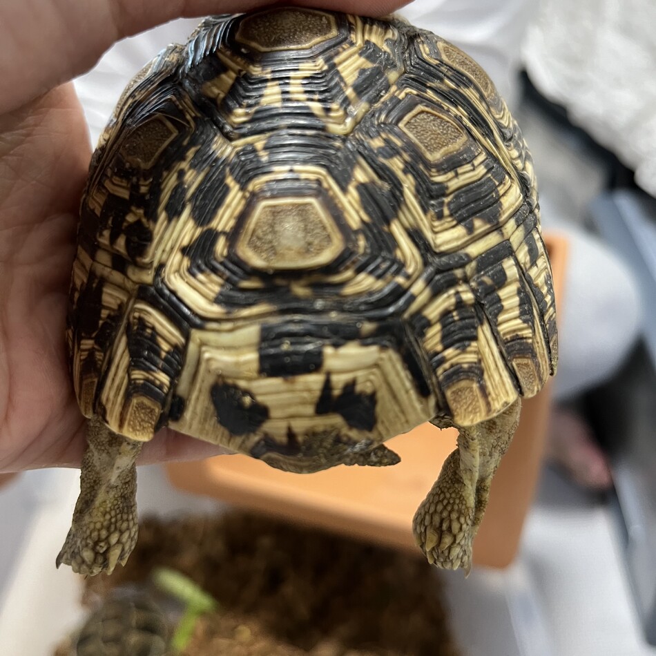 将軍のカバー写真