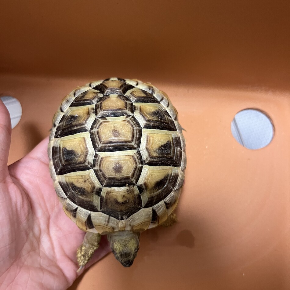 オジマンのカバー写真