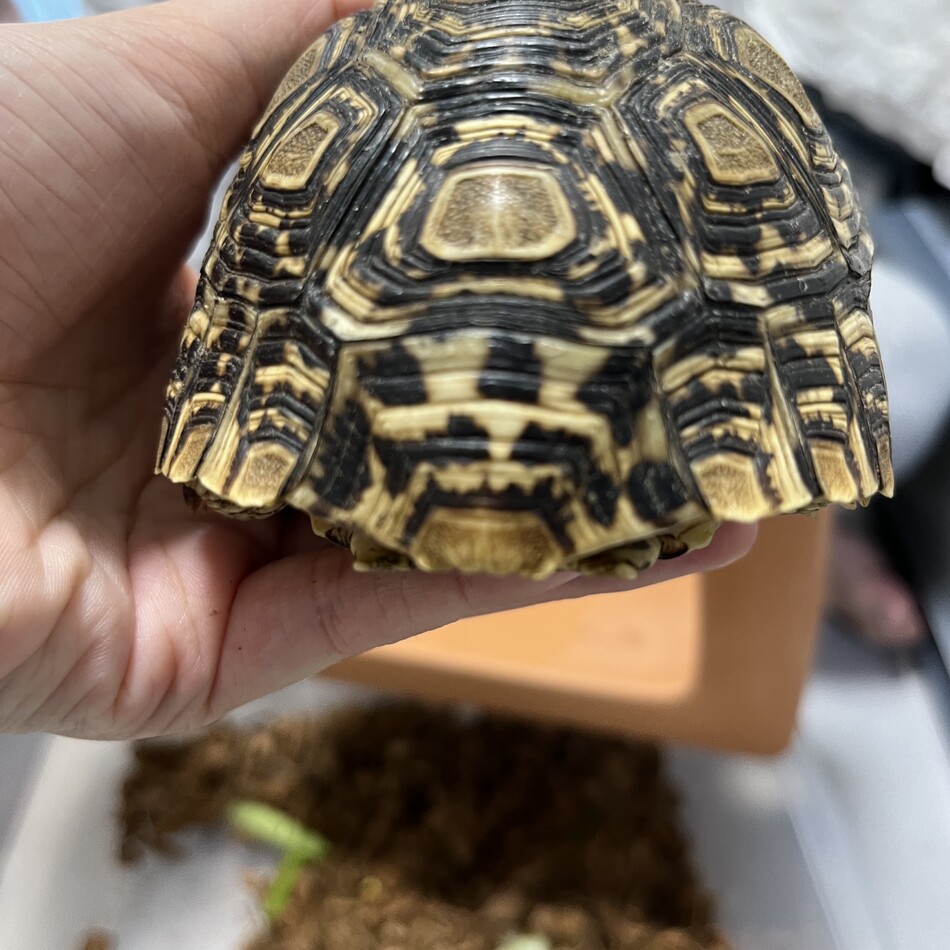 ごんちゃんのカバー写真