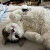 の写真