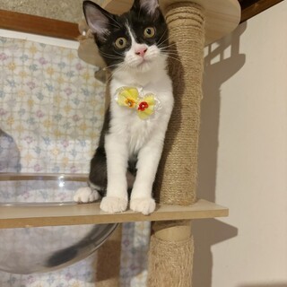 6兄妹♡ふんわりシッポ♡わかちゃん