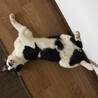 お腹に黒い丸い模様があります。