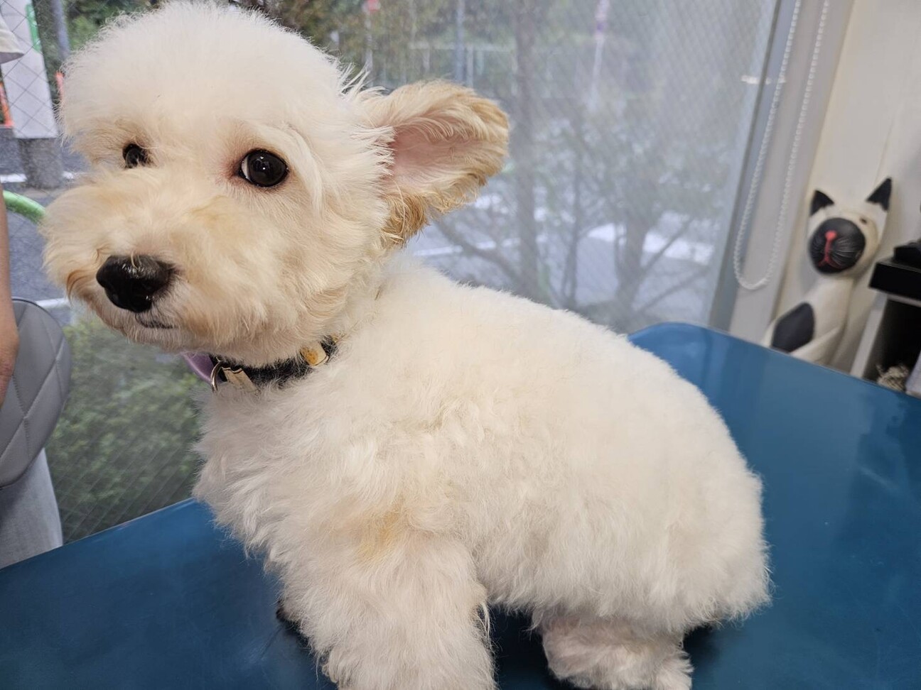 とても穏やかでもの静さな」東京都 - 犬の里親募集(498939