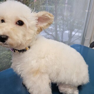 とても穏やかでもの静さな　みかちゃん