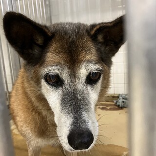 迷子の老犬　飼い犬でも処分対象