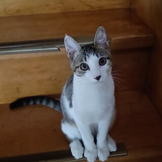 4ヶ月 キジ白 オス 可愛いです！