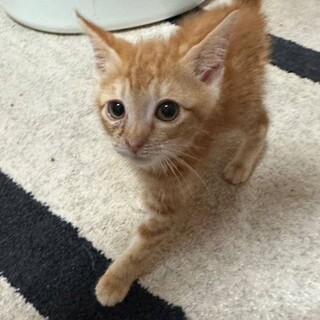 9/8さいたま市岩槻区譲渡会　チャミーちゃん