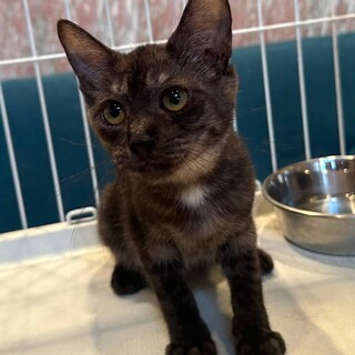 9/8岩槻譲渡会に参加　女の子　ジルちゃん