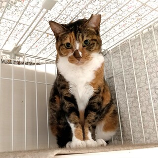 【まる】おしゃべりが上手な三毛猫さん