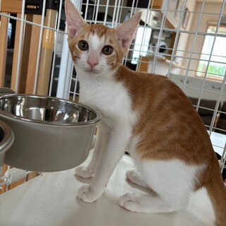 9/15さいたま市岩槻区譲渡会　ティニーくん