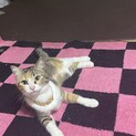 ノルウェーの猫です