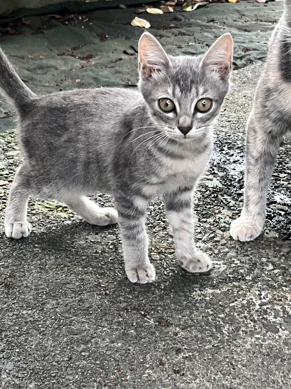 ミケのこどもです サムネイル2