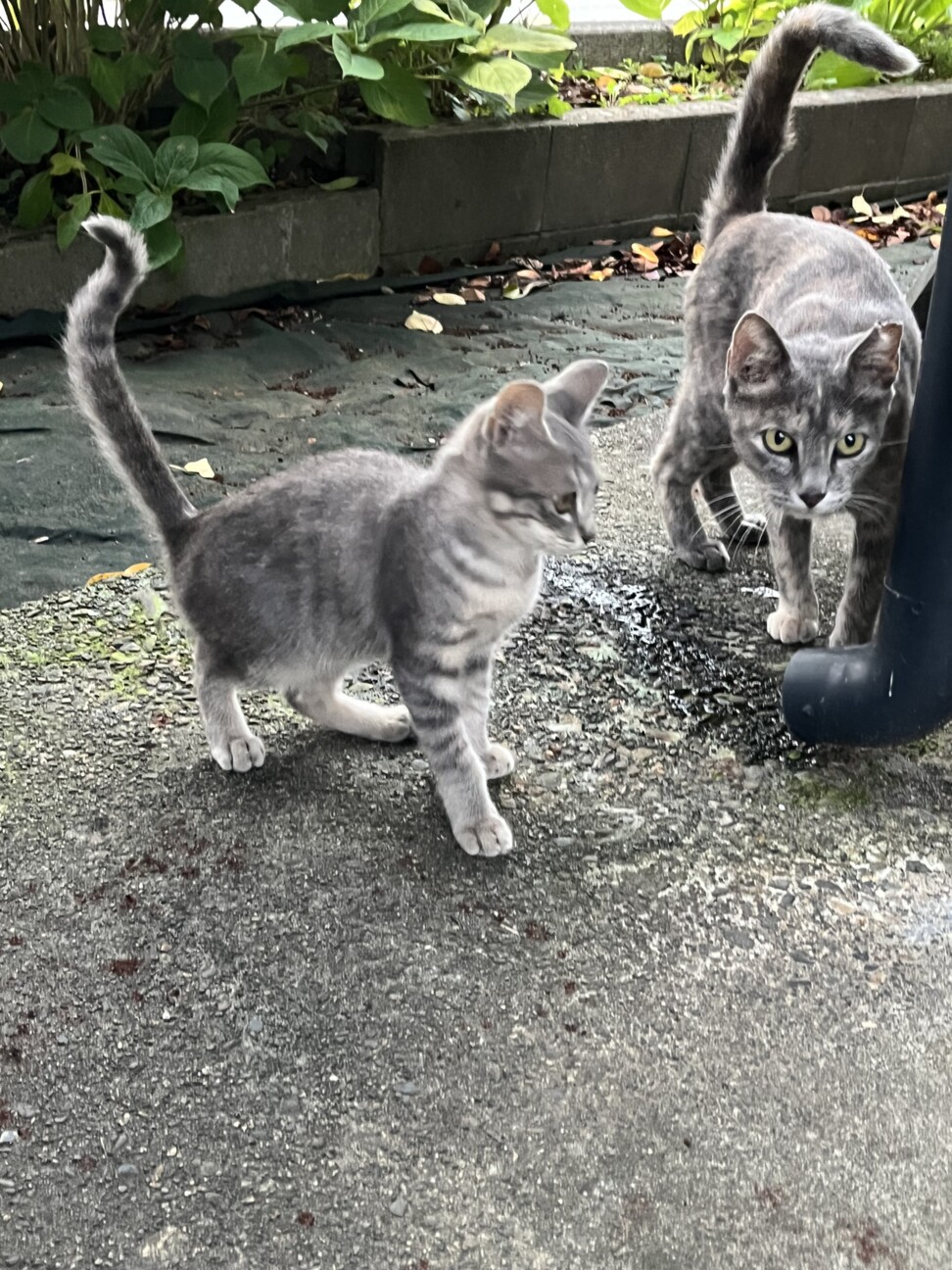 ミケのこどもです サムネイル5