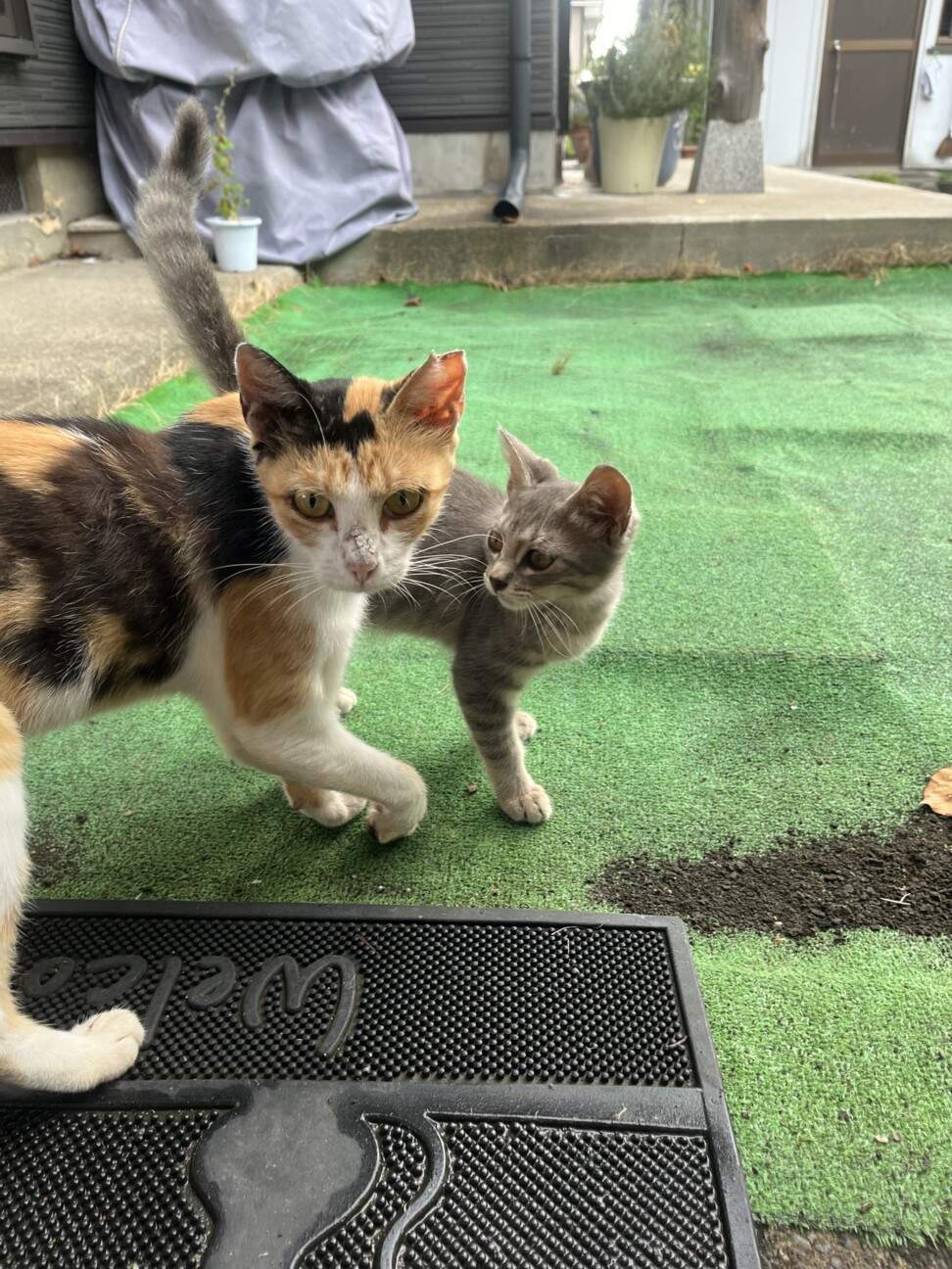 ミケのこどもです サムネイル6