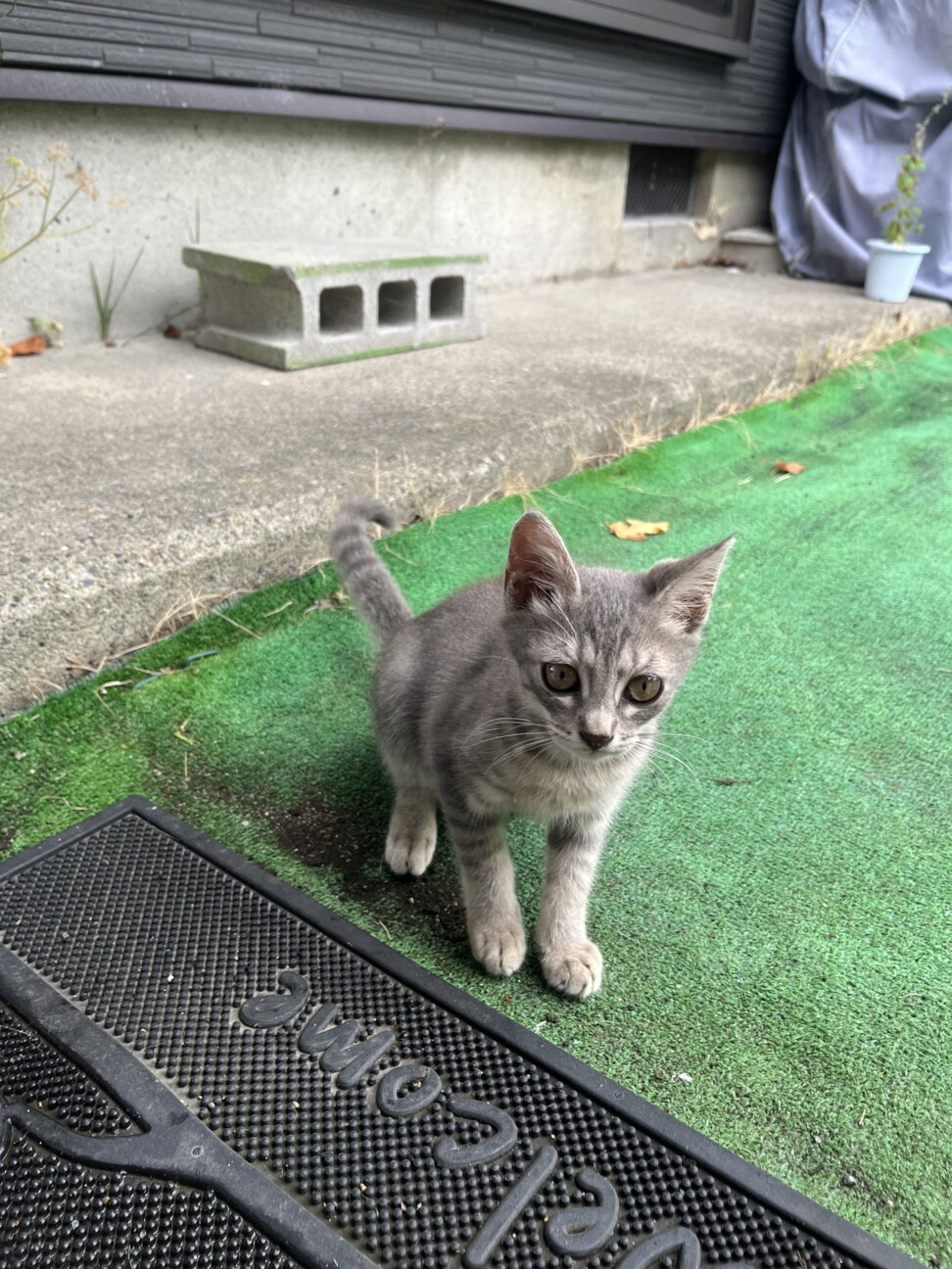 ミケのこどもです サムネイル7