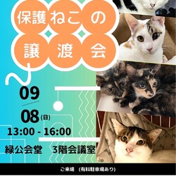 保護ねこの譲渡会in横浜市緑区
