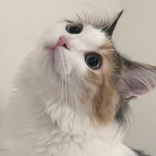 ノルウェー甘えん坊