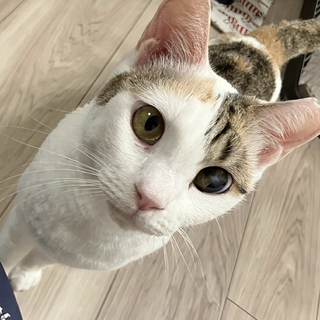 12/14譲渡会に参加！石垣島から来たすずちゃん