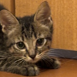 お目目パッチリ！食いしん坊桃太郎！