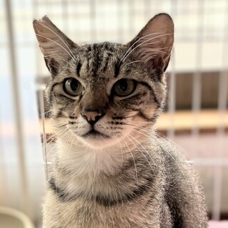 10/19譲渡会に参加！イケメンなロイ君