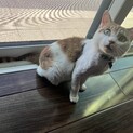 甘えん坊！人間大好き「光（こう）」くん！