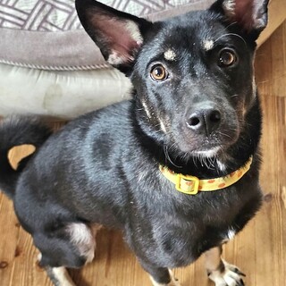  子犬のように天真爛漫、元気な女の子欄