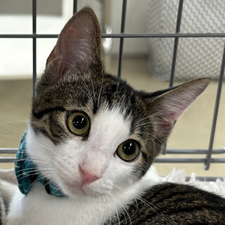 ねこうららさんの譲渡会で幸せになりました