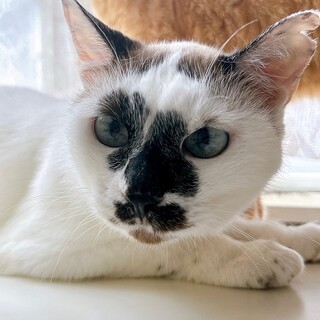 撫でられるのが大好きな汐ちゃん 